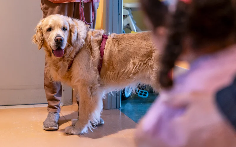 Pet Therapy: gli animali amici dei pazienti