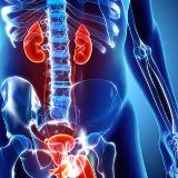 Urologia