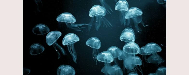 Cosa fare (e non fare) in caso di puntura di medusa