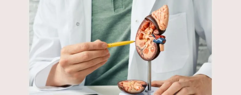 I trattamenti mini-invasivi per curare i calcoli renali: quali sono?