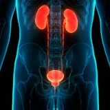 Urologia